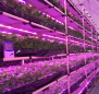 LED植物工場ICT次世代農業-セネコム