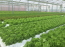植物工場 ICT AI iot 次世代スマート農業システム